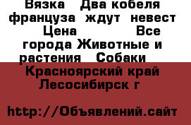  Вязка ! Два кобеля француза ,ждут  невест.. › Цена ­ 11 000 - Все города Животные и растения » Собаки   . Красноярский край,Лесосибирск г.